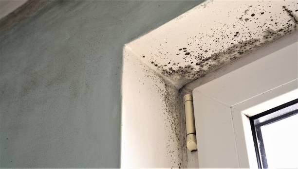 Best Emergency Mold Remediation  in Sierra Madre, CA