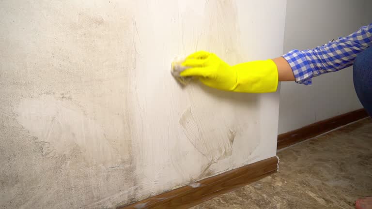  Sierra Madre, CA Mold Removal Pros