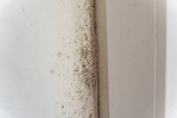 Best Indoor Air Quality Assessment  in Sierra Madre, CA