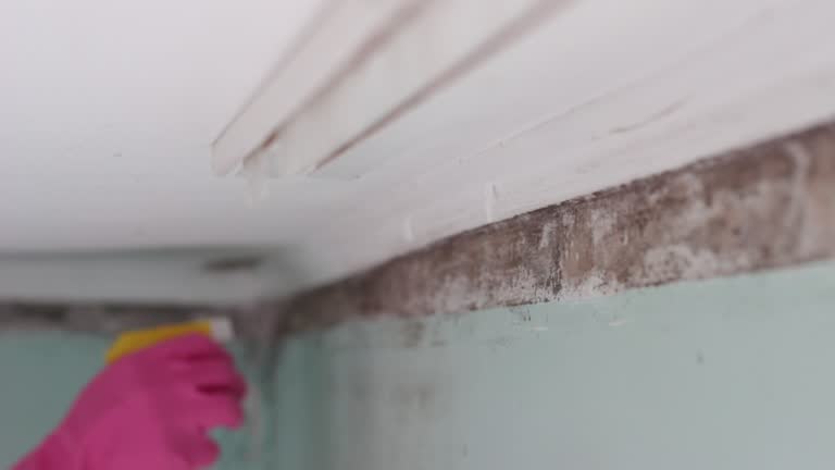 Best Asbestos and Lead Testing During Mold Inspection  in Sierra Madre, CA